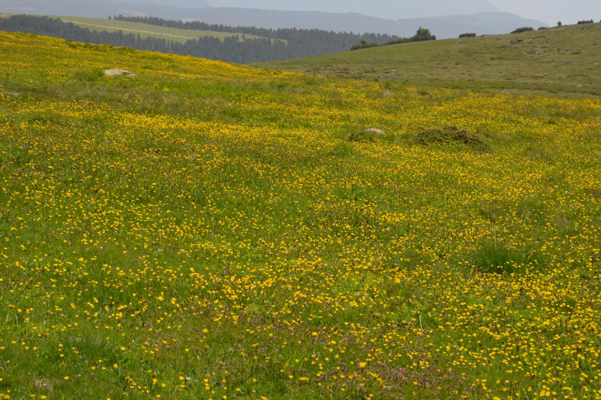 Platzer Alm 22.06.2023